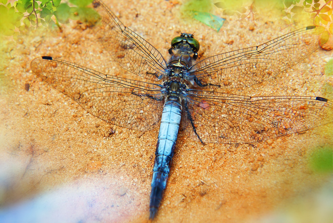 lecicha total  tom  dragonflies różnoskrzydłe free photo