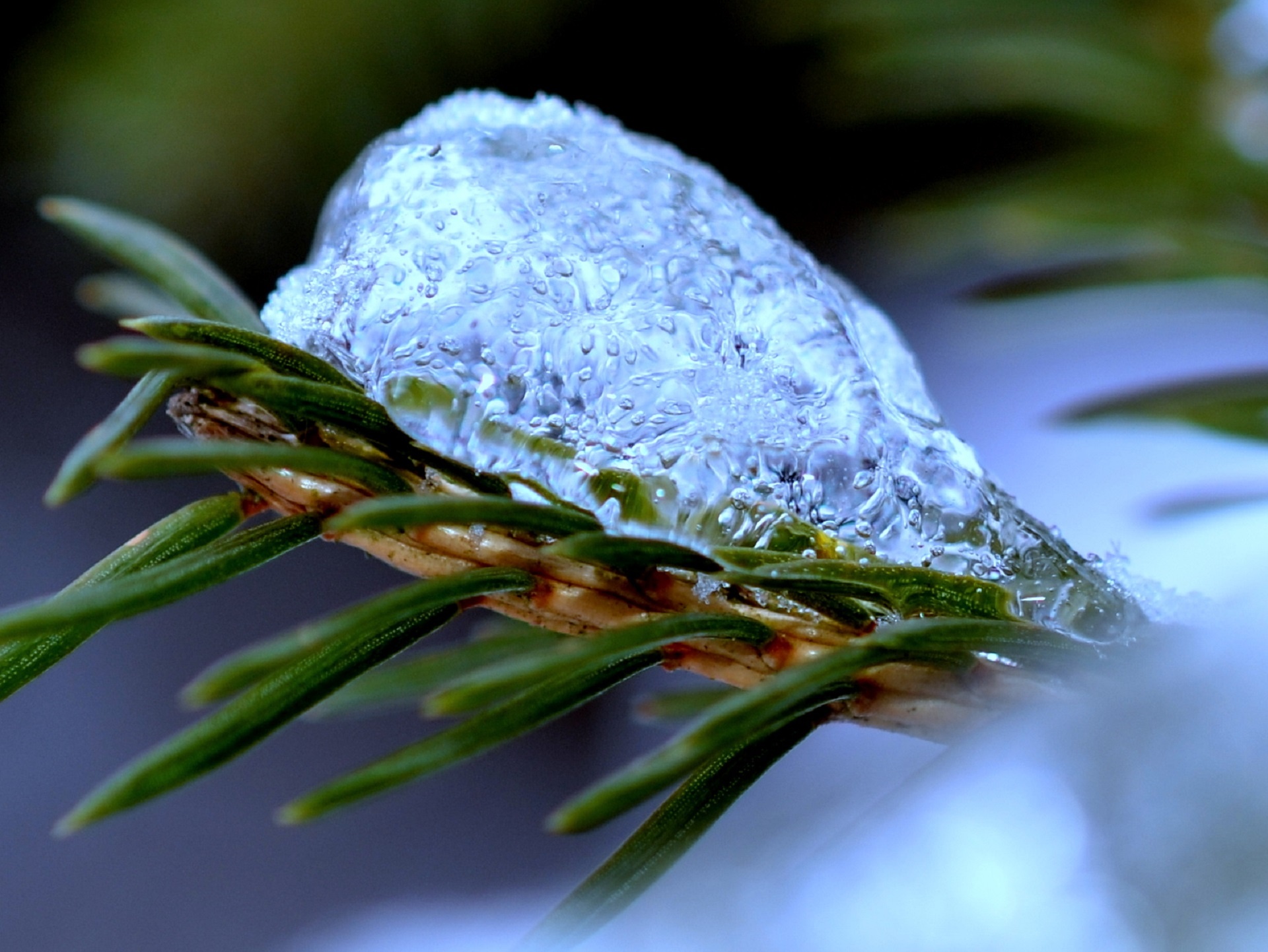 ice twig branch free photo