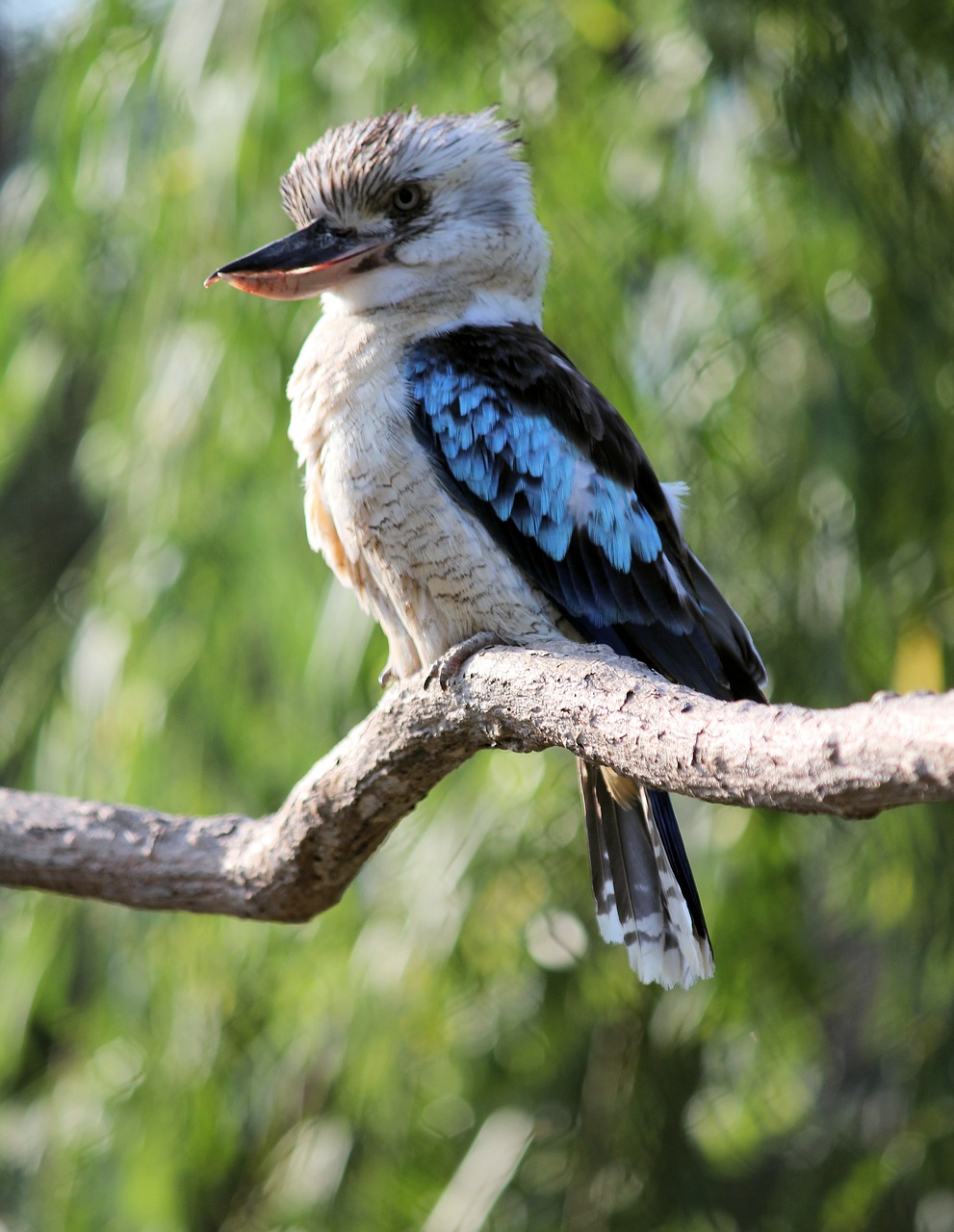 ledňák  bird  kookaburra free photo