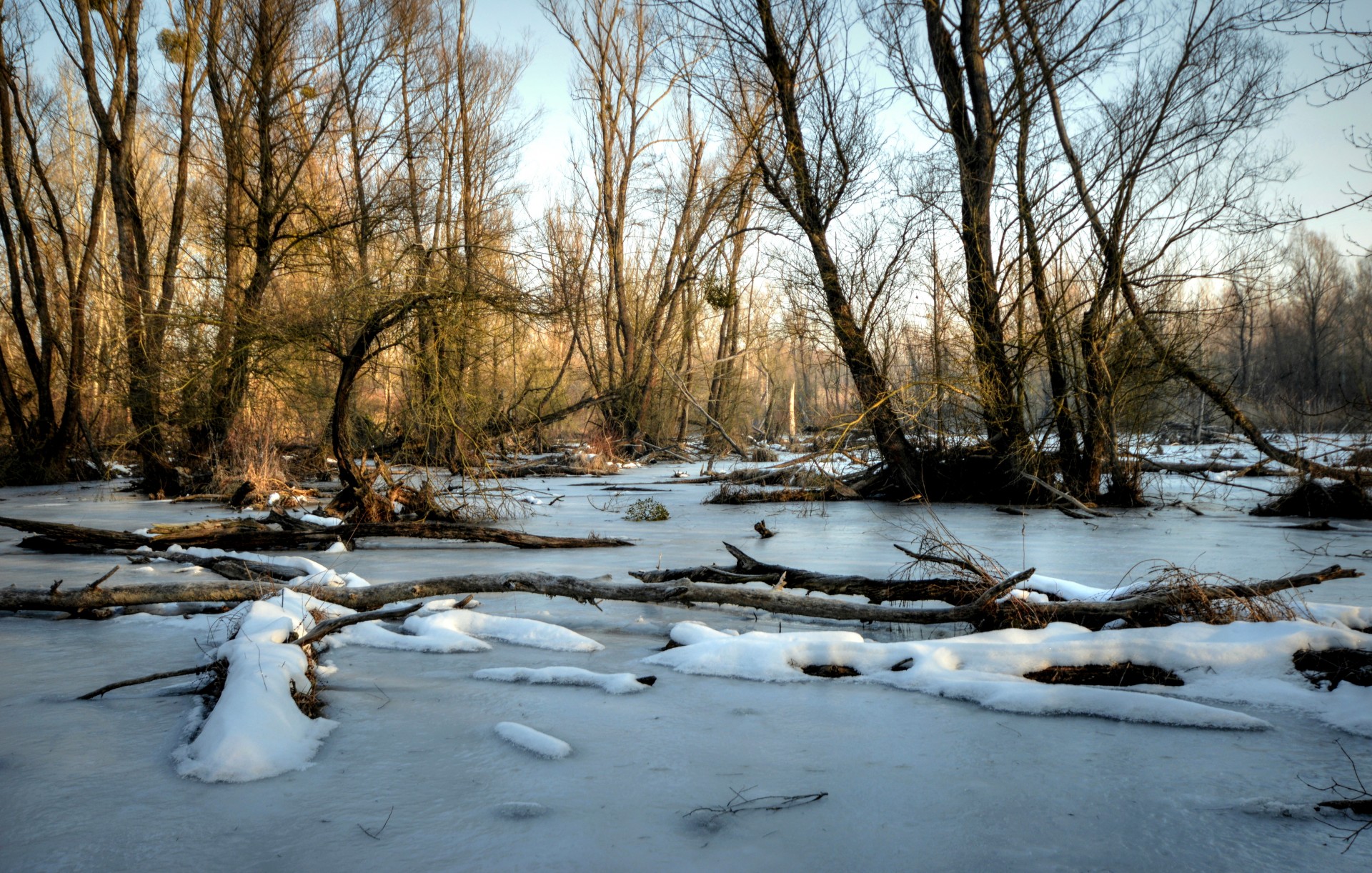 danube wetlands shoulder free photo