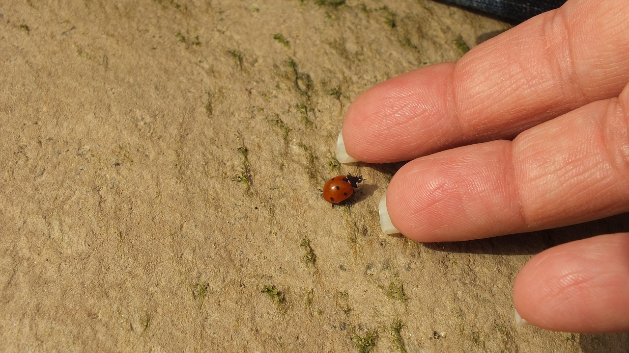 ledybug hand insect free photo