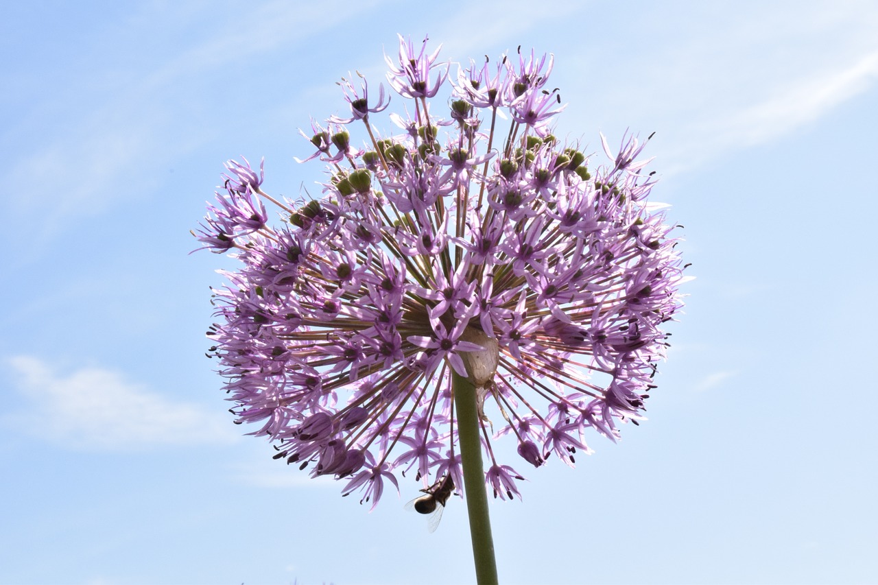 leek ornamental onion nature free photo