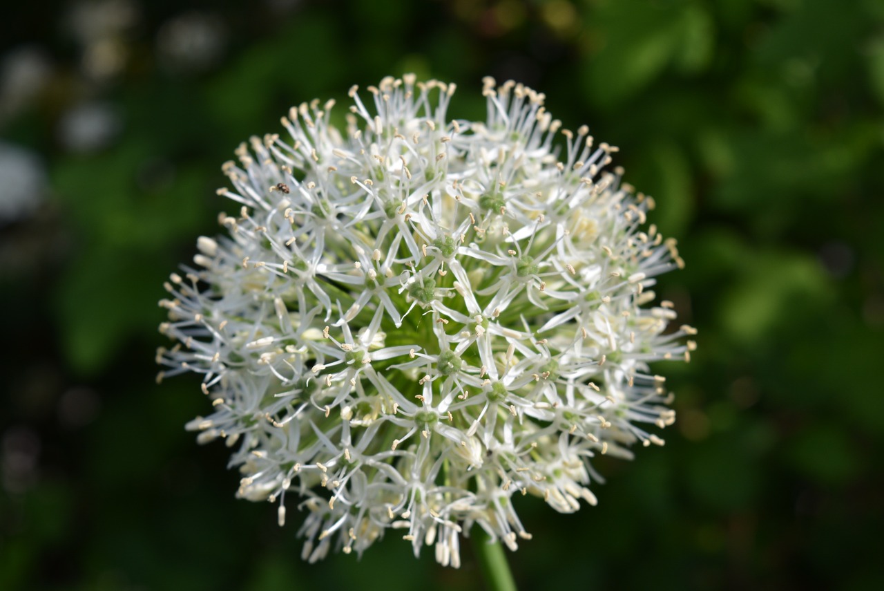 leek plant flowers free photo