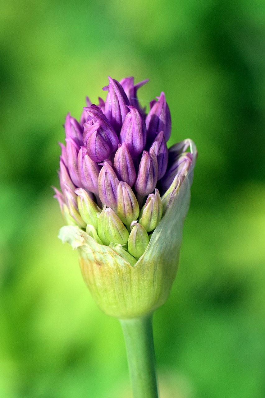 leek ornamental onion blossom free photo