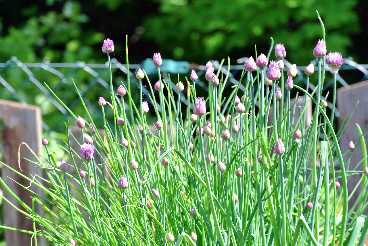 leek  nature  plant free photo