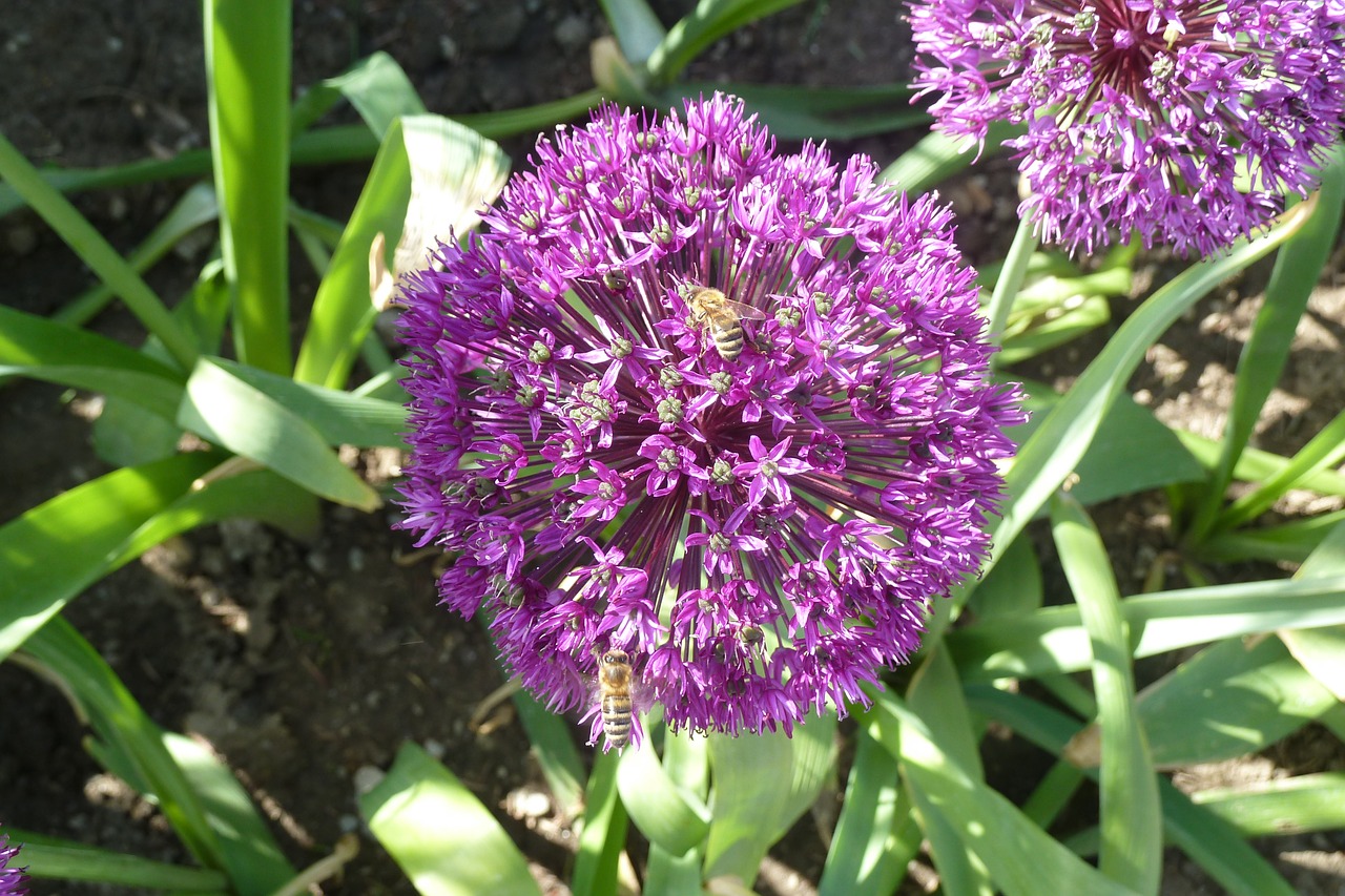 leek flowers leek flower free photo