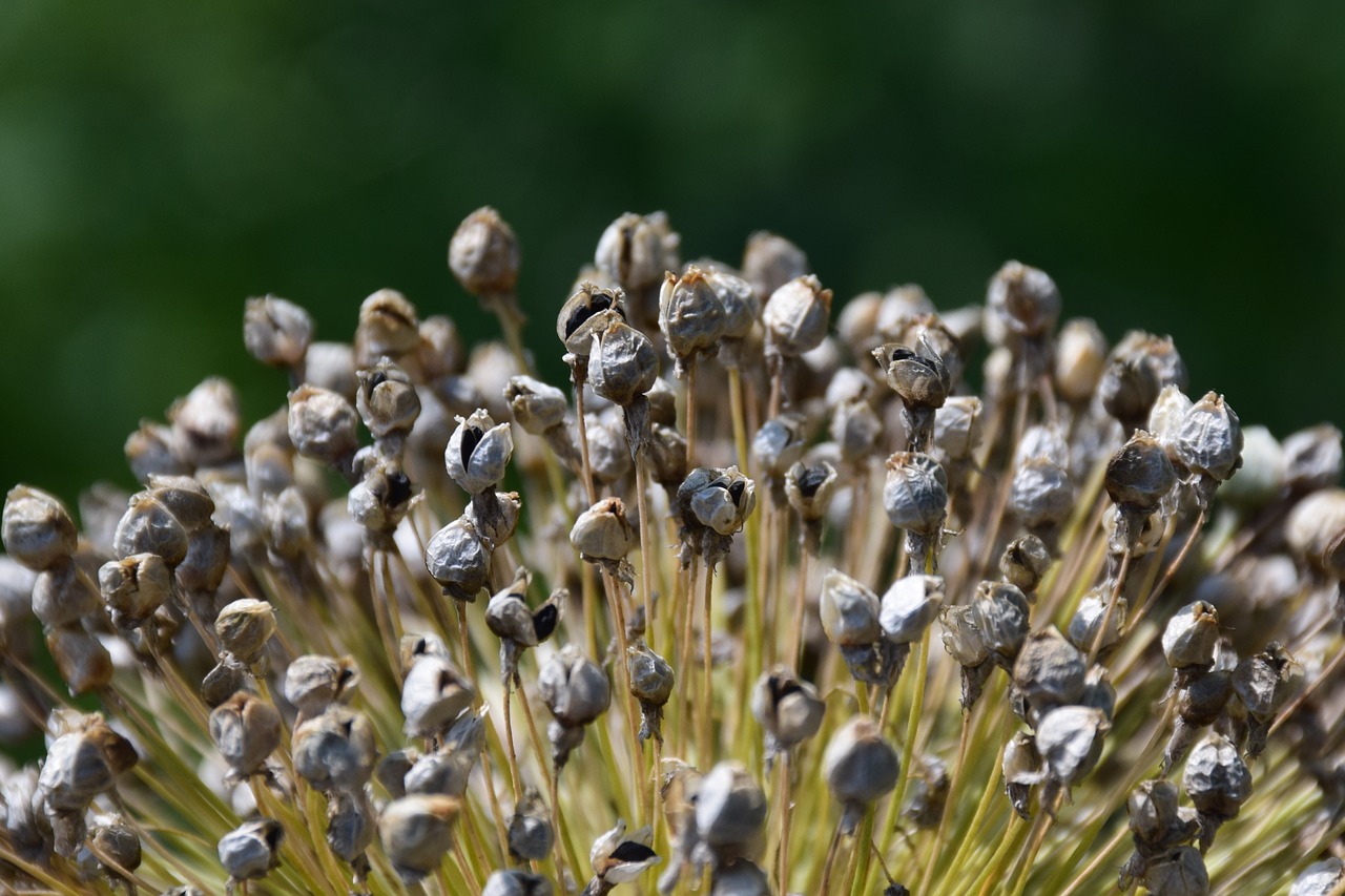 leek  seed  garden free photo