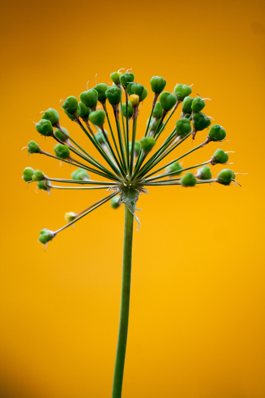 leek  green  orange free photo