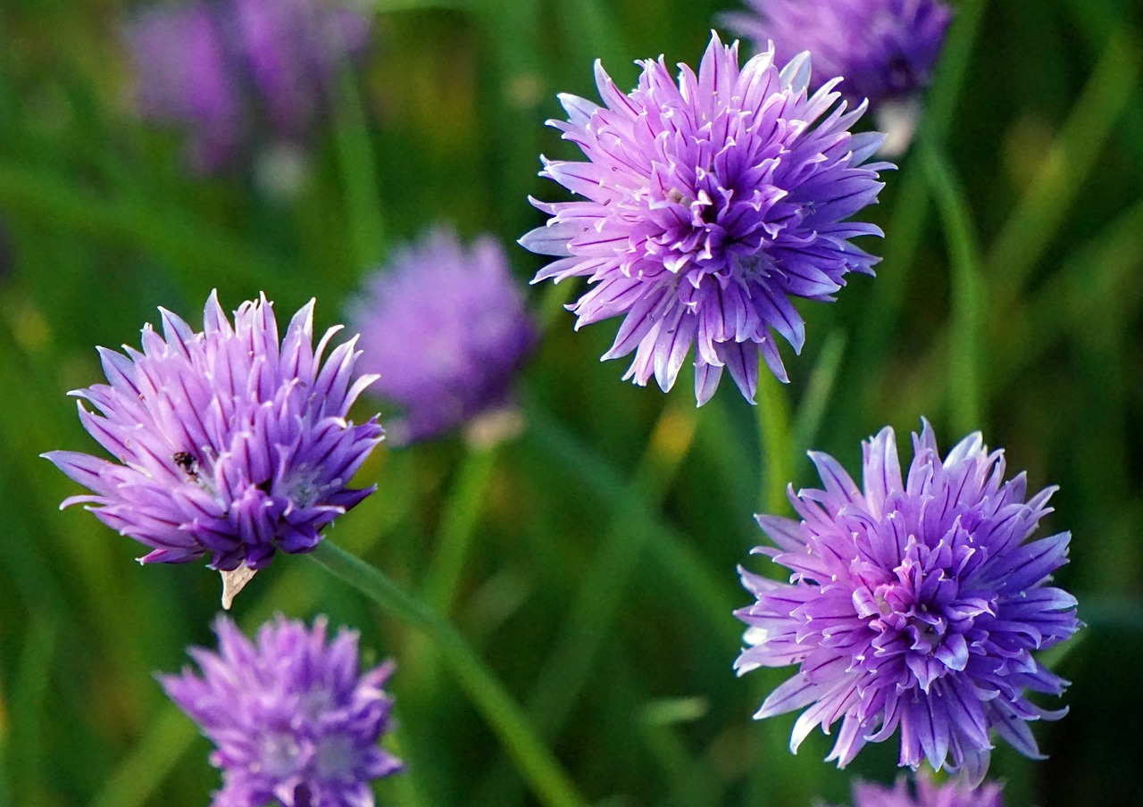 leek  garden  blossom free photo