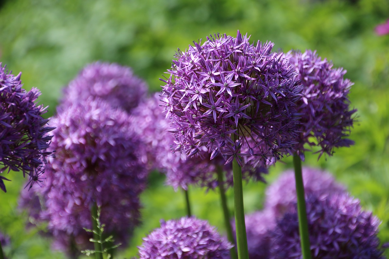 leek purple violet free photo