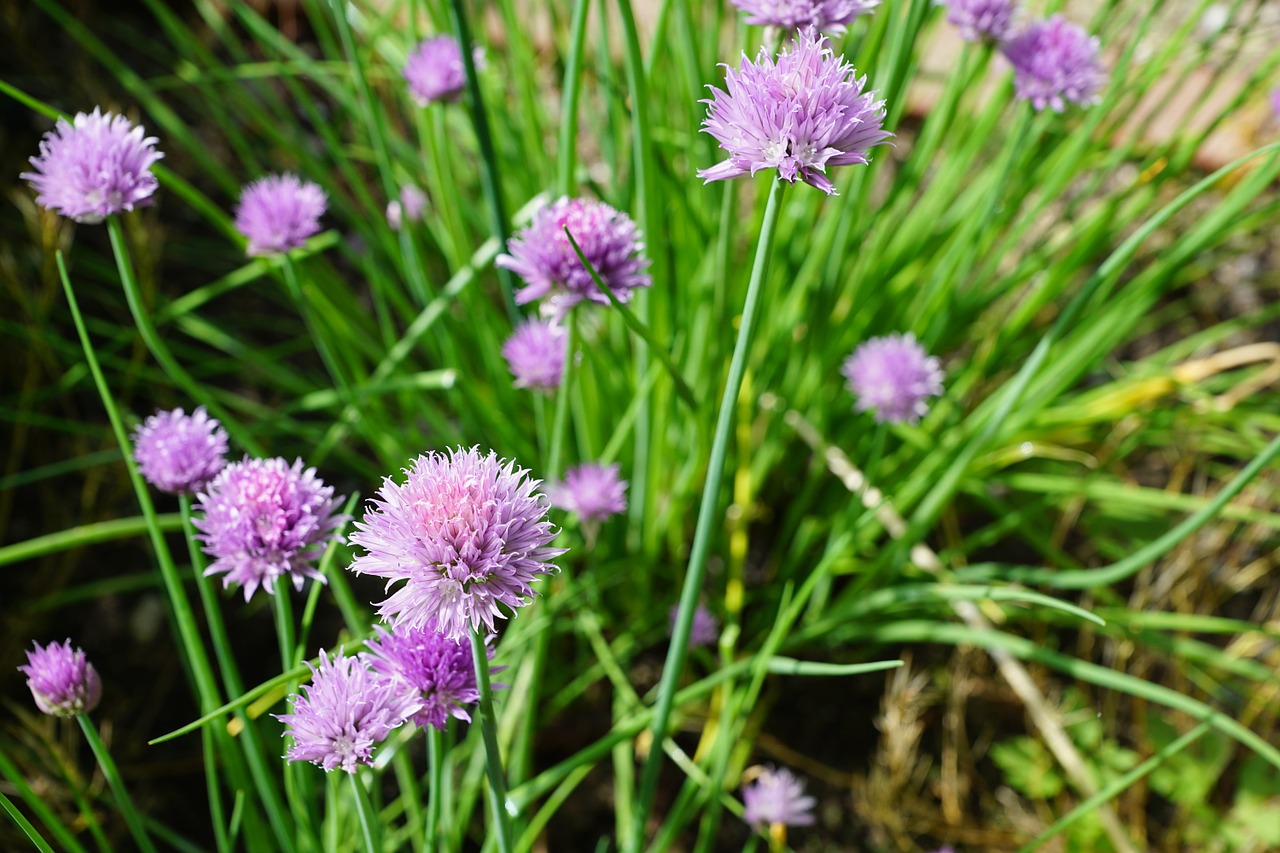 leek flourished purple free photo