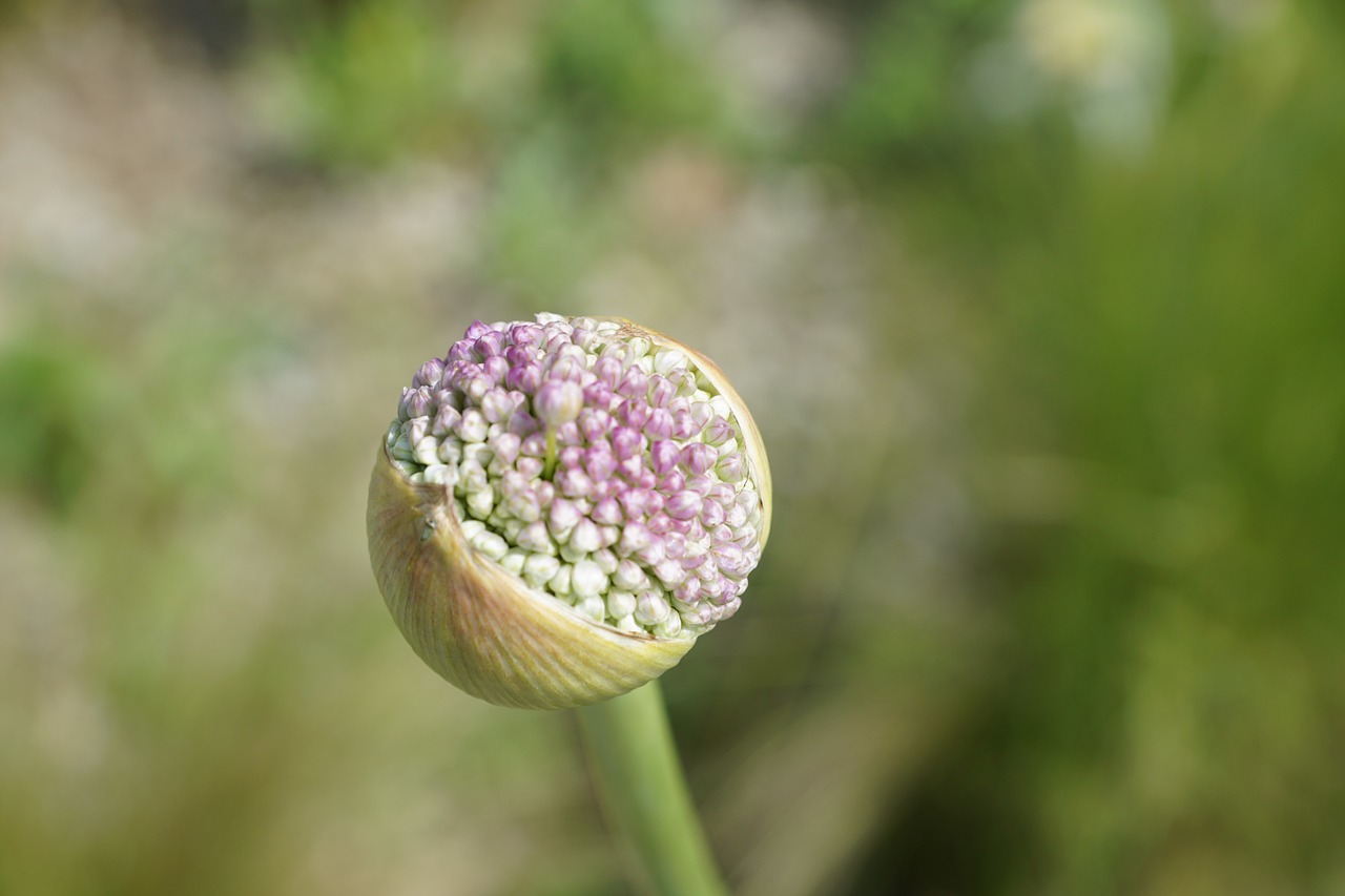 leek flower blossom free photo