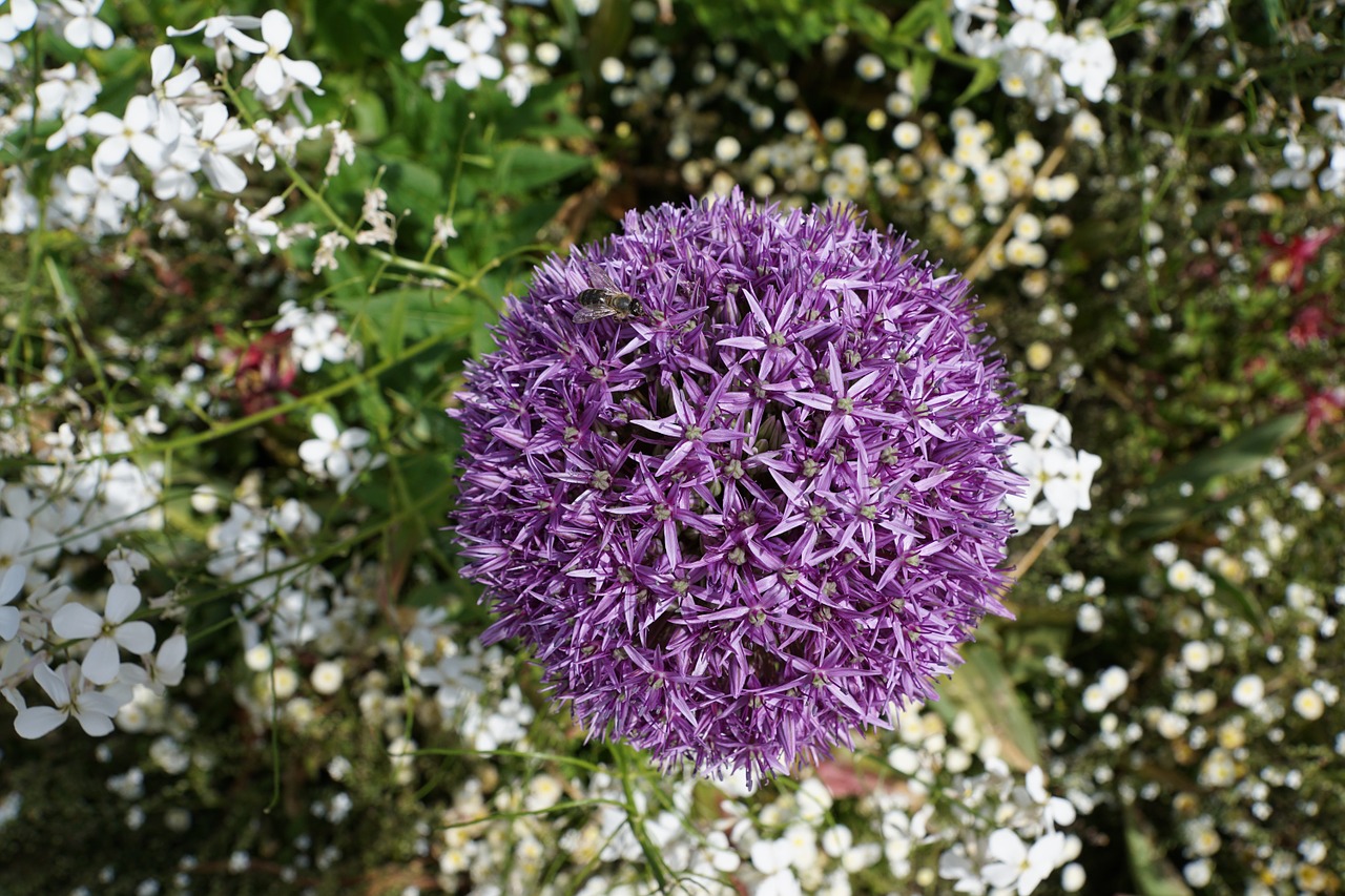 leek flower blossom free photo