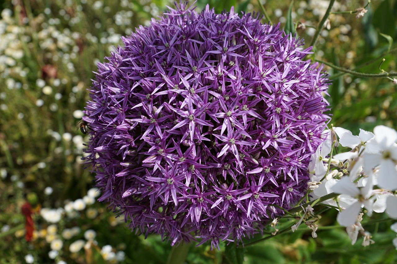 leek flower blossom free photo