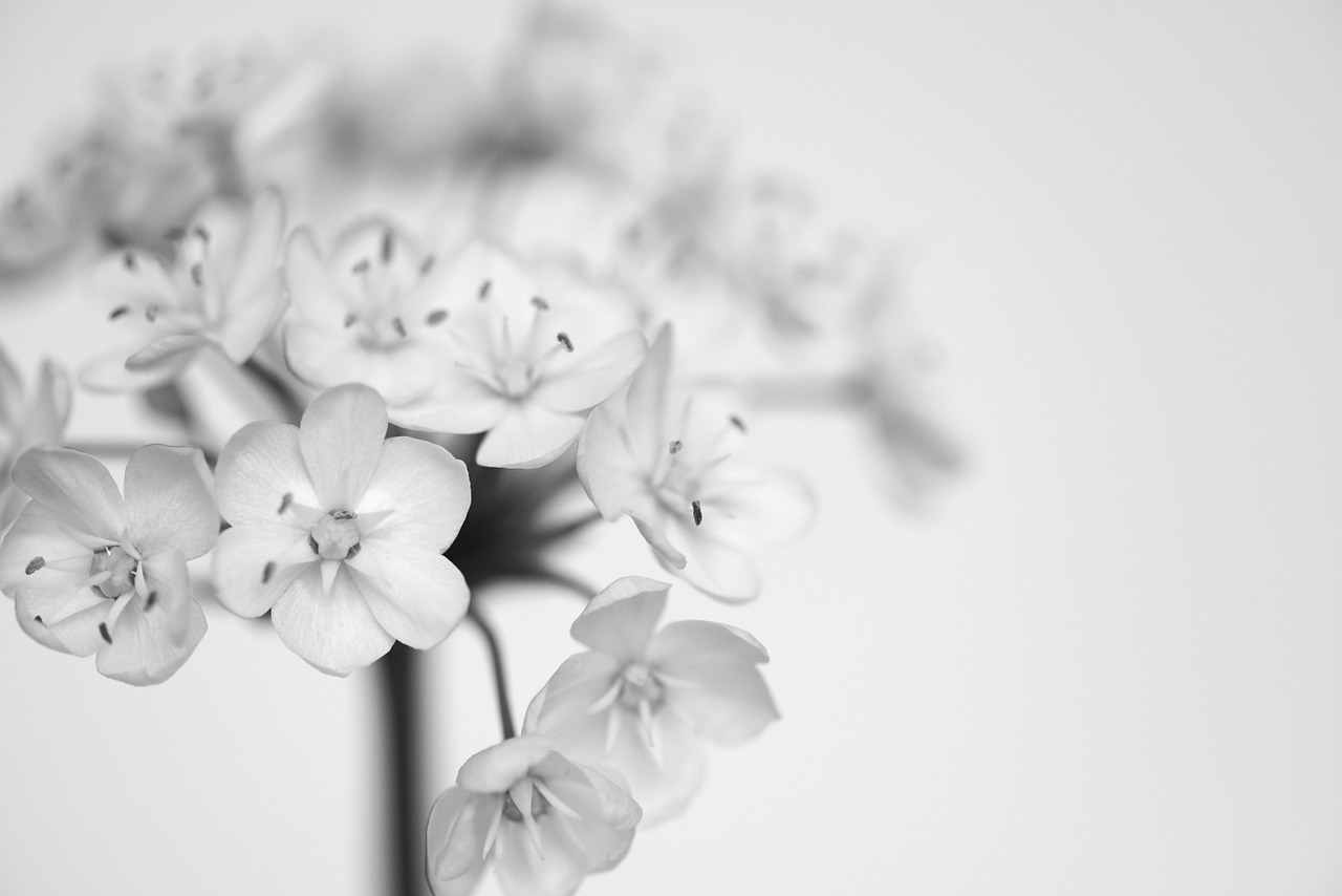 leek blossoms white black and white recording free photo