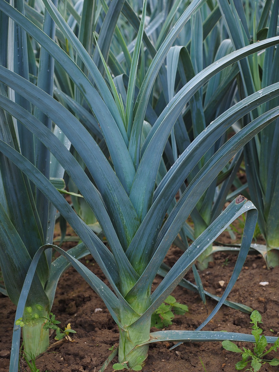 leek field leek growing field free photo