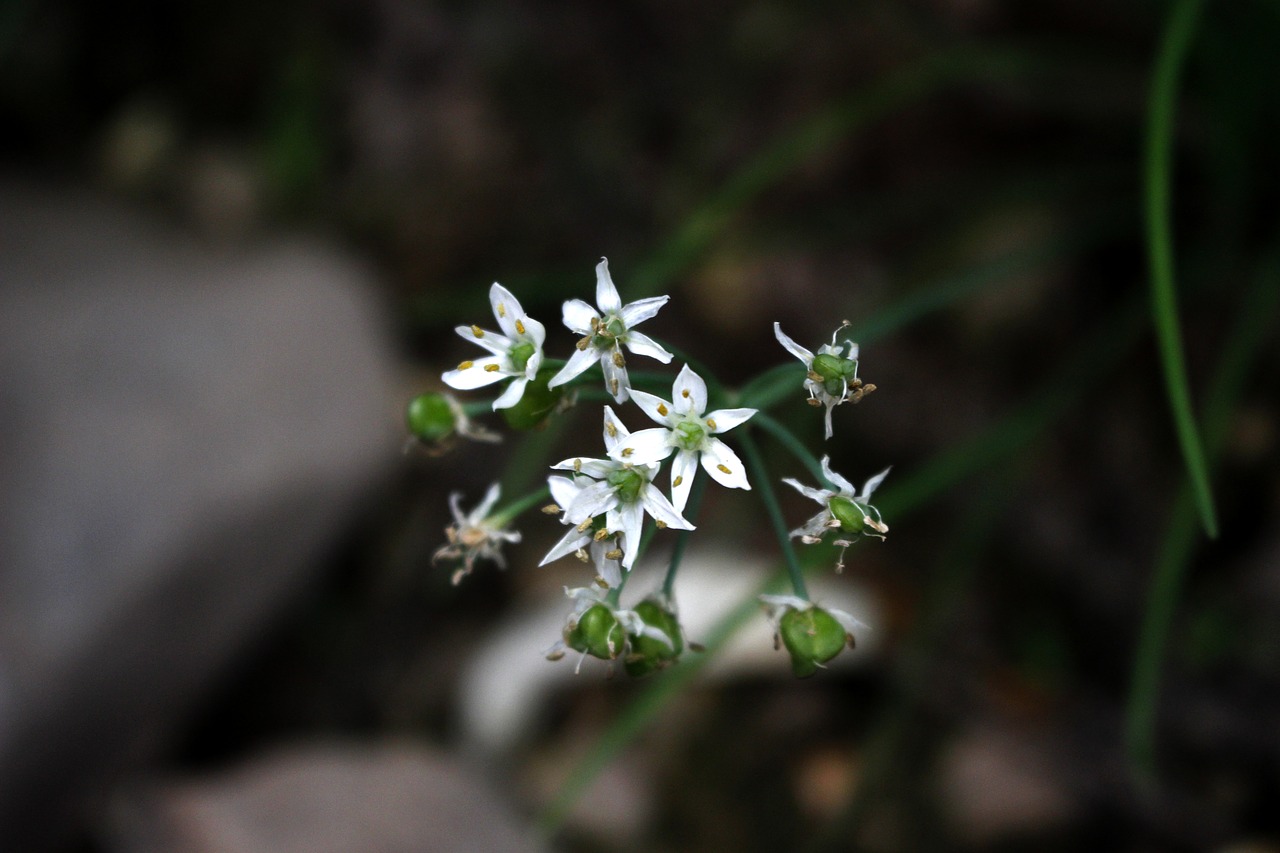 leek flower  infinite sadness  flowers free photo