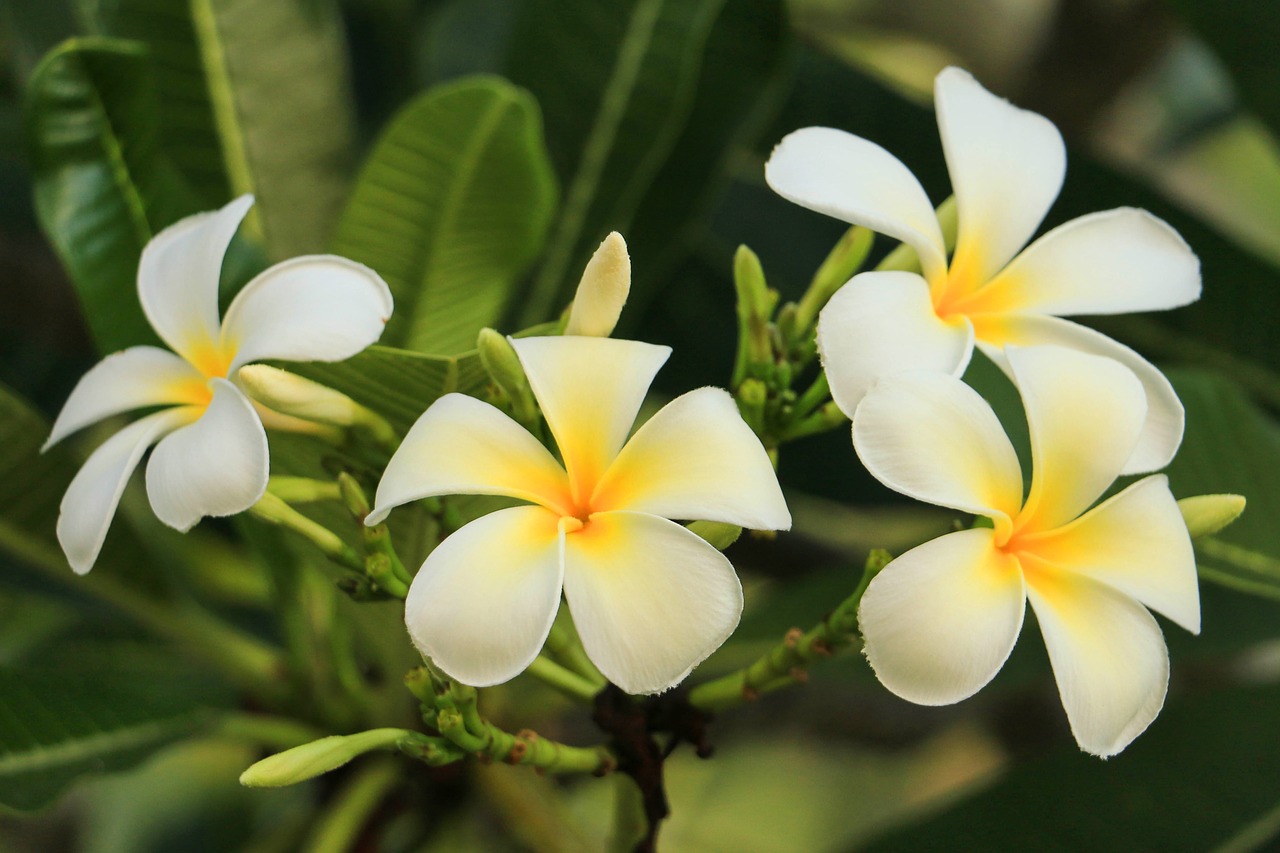 leelawadee nature white flowers free photo