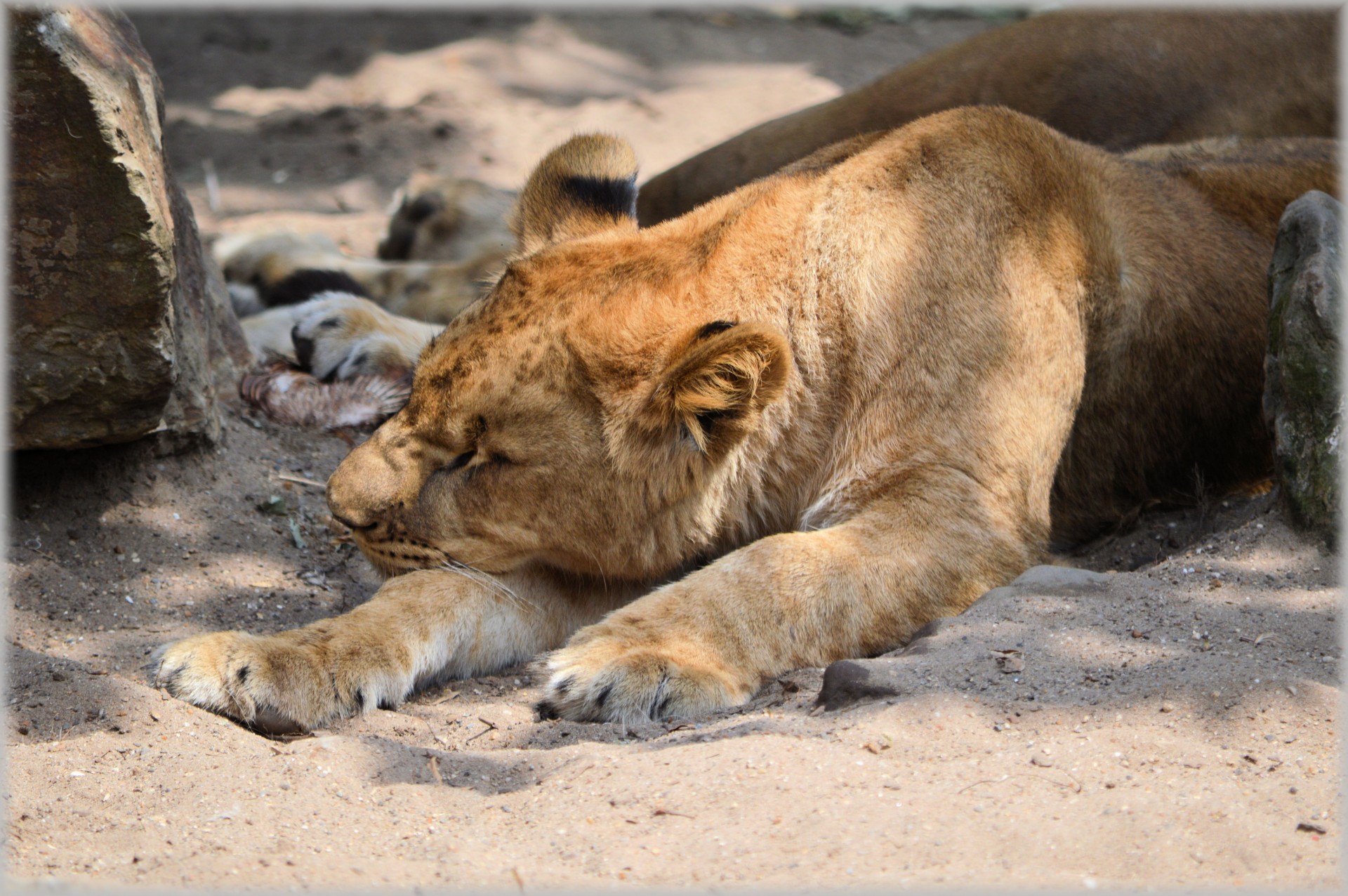 lion lioness wildlife free photo