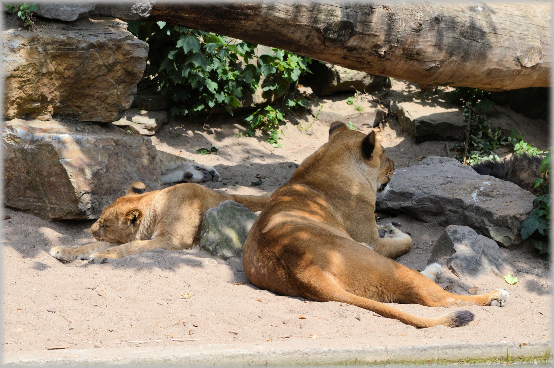 lion lioness wildlife free photo