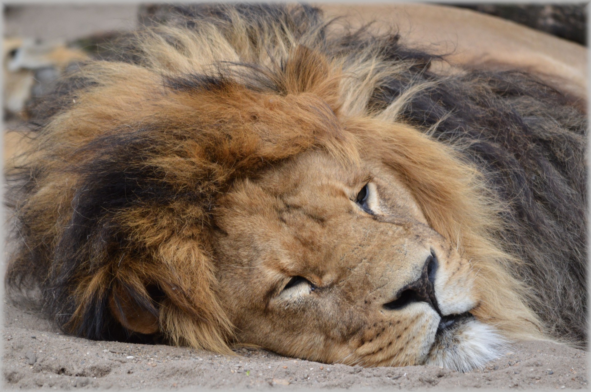 lion lioness wildlife free photo