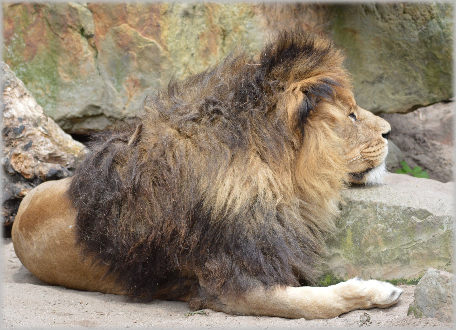 lion lioness wildlife free photo