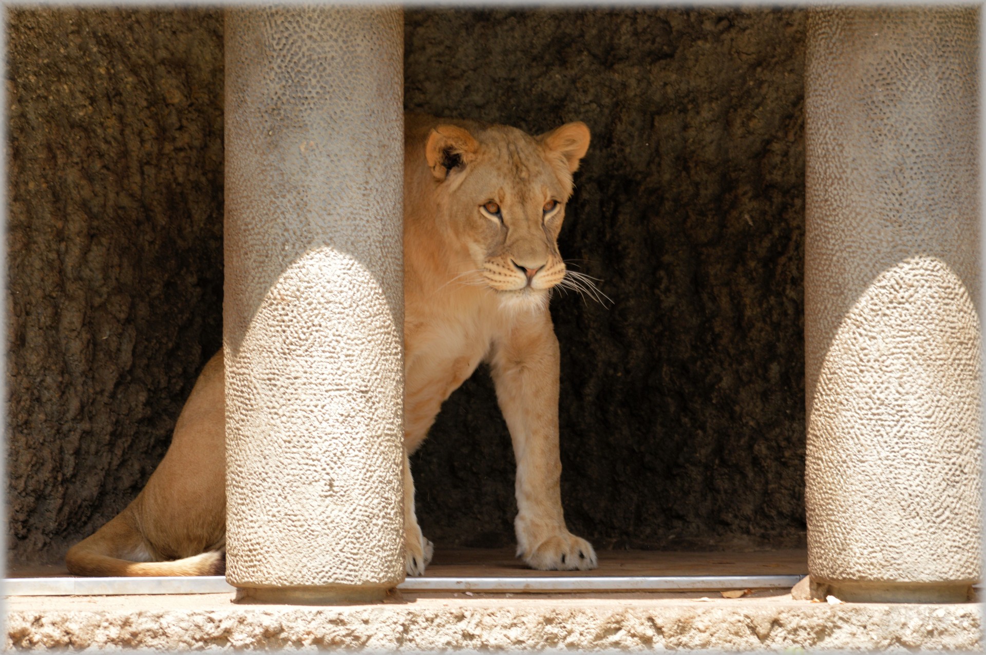 lion lioness wildlife free photo