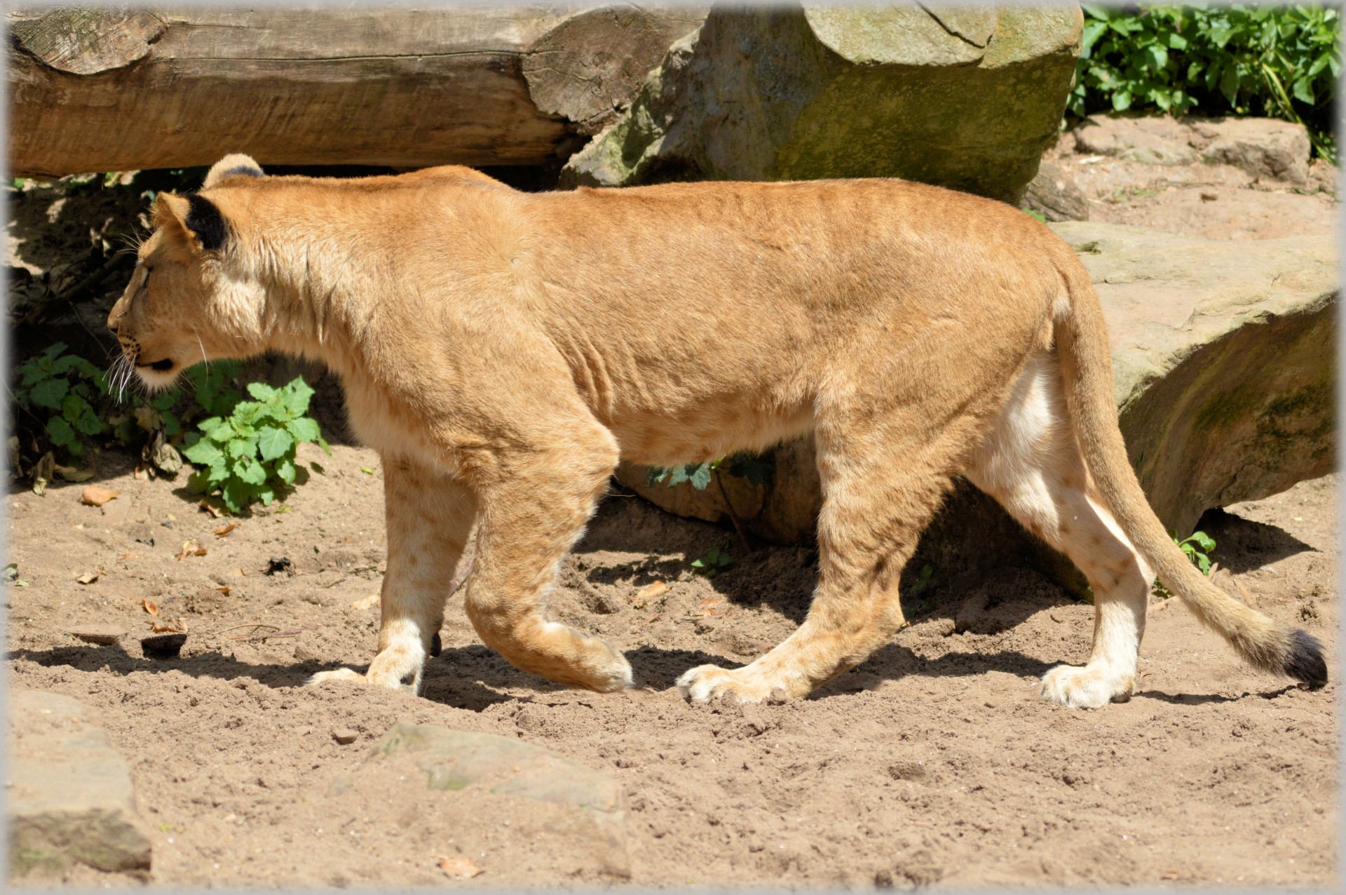 lion lioness wildlife free photo