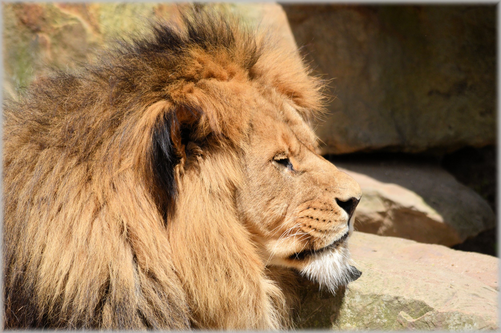 lion lioness wildlife free photo