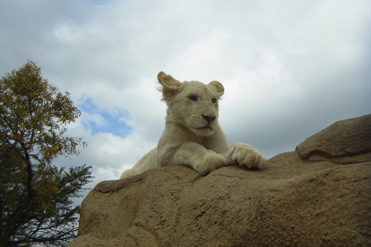 leeuwenjong  white lion free pictures free photo