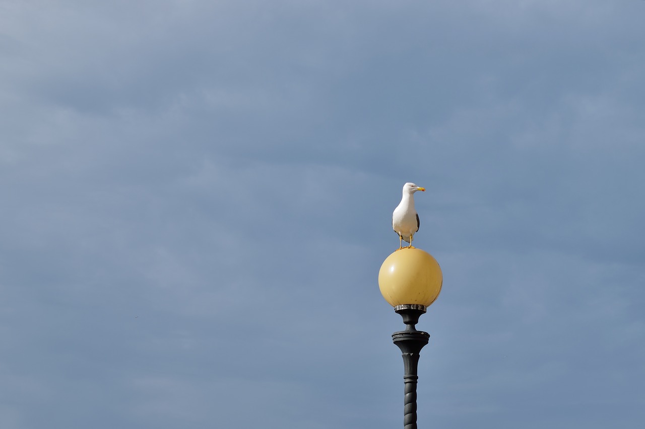 leghorn landscape views free photo