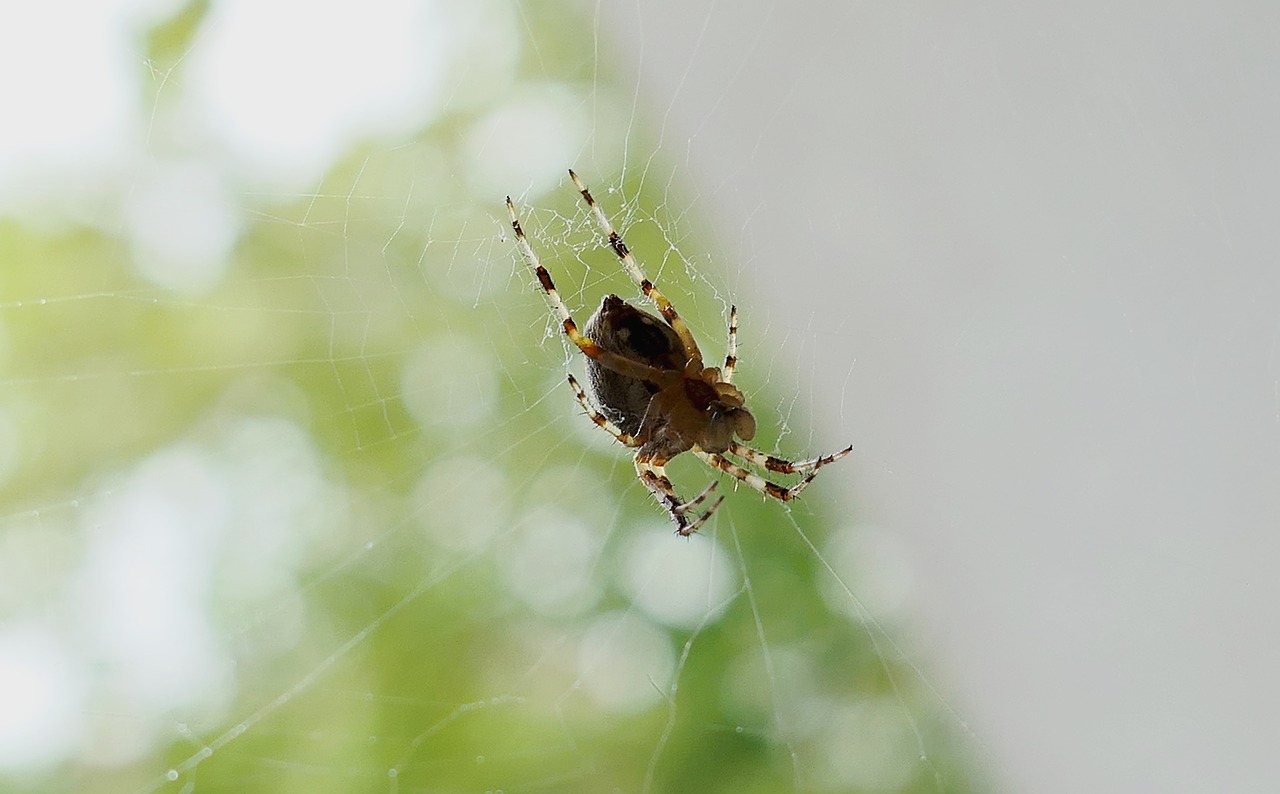 legs garden insect free photo