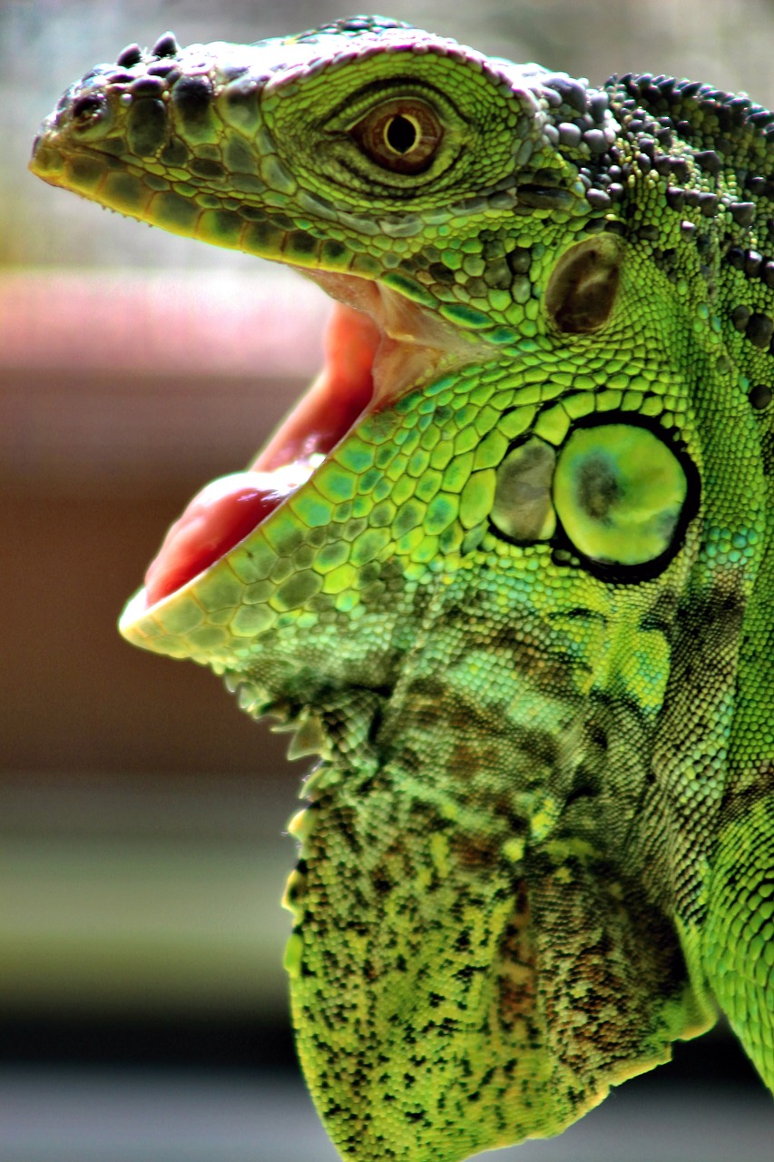 leguan reptiles green free photo