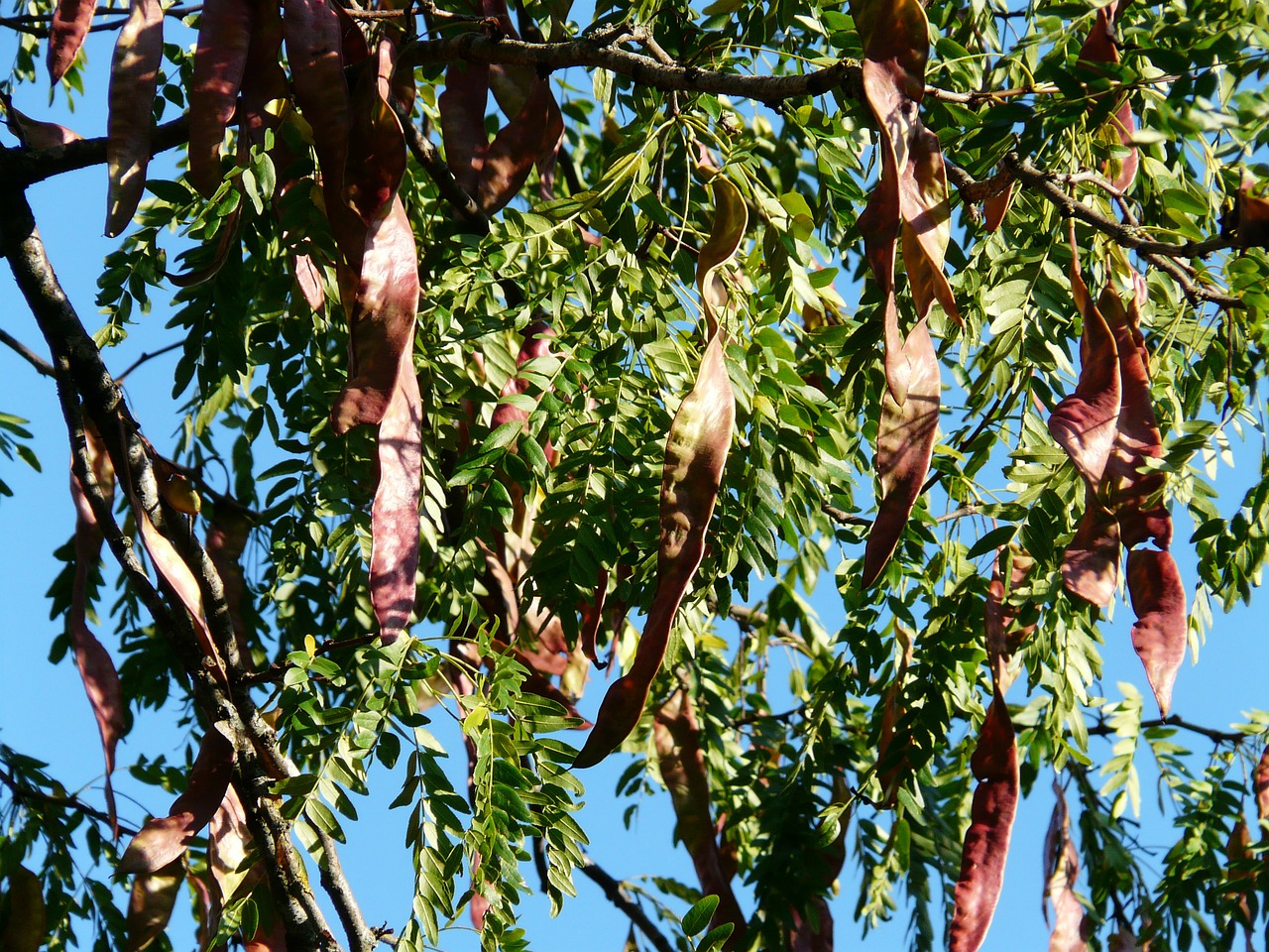 legumes honey locust tree free photo
