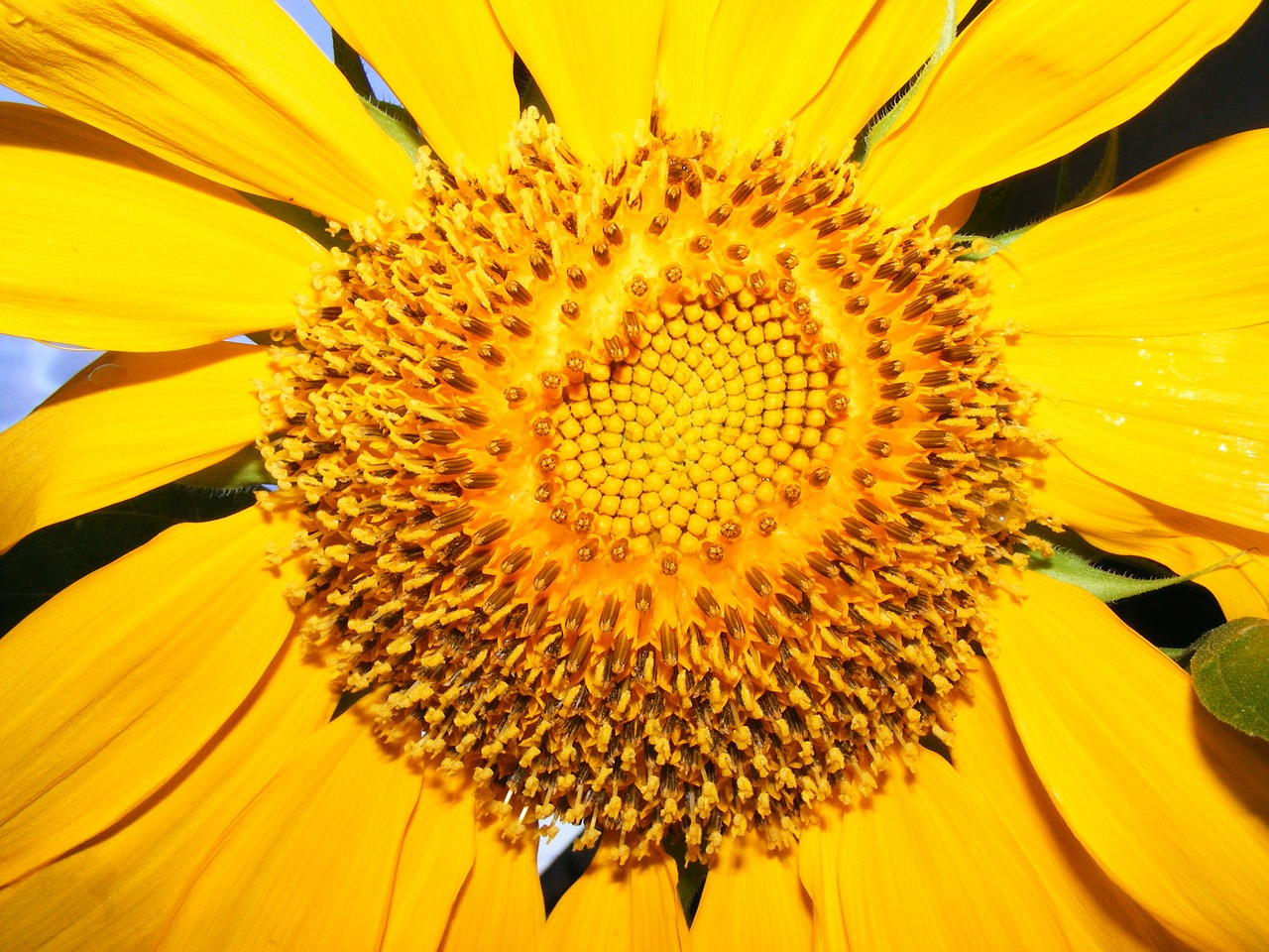 lehigh acres florida sunflower free photo