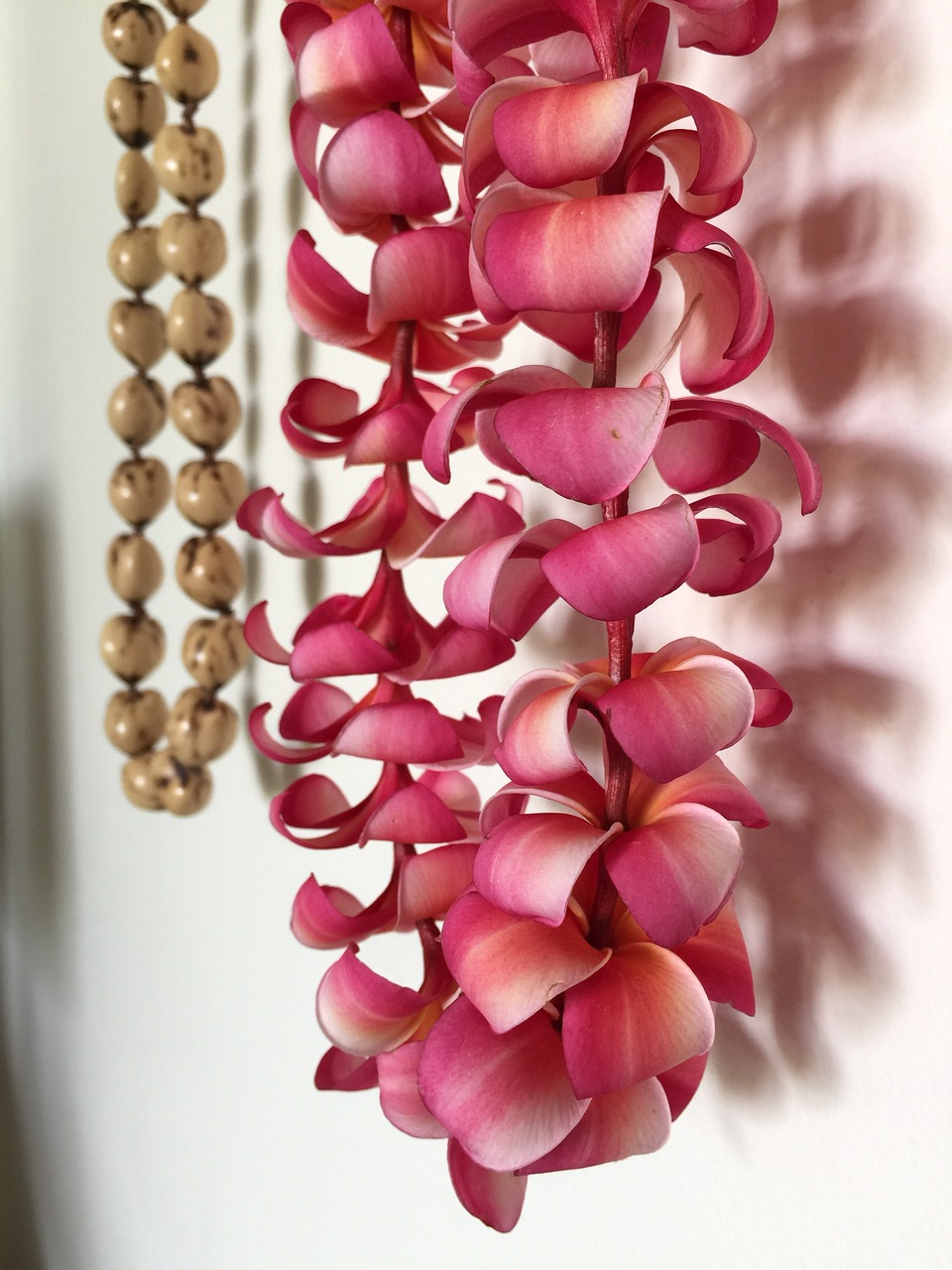 lei  plumeria  hawaii free photo