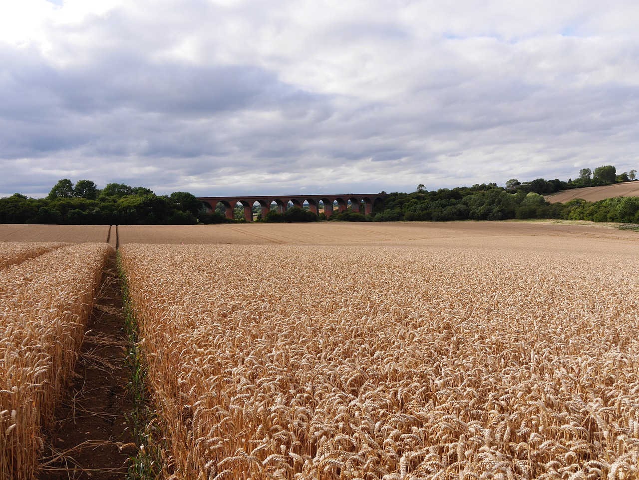 leicestershire corn field path leading to railway viaduct english late summer free photo