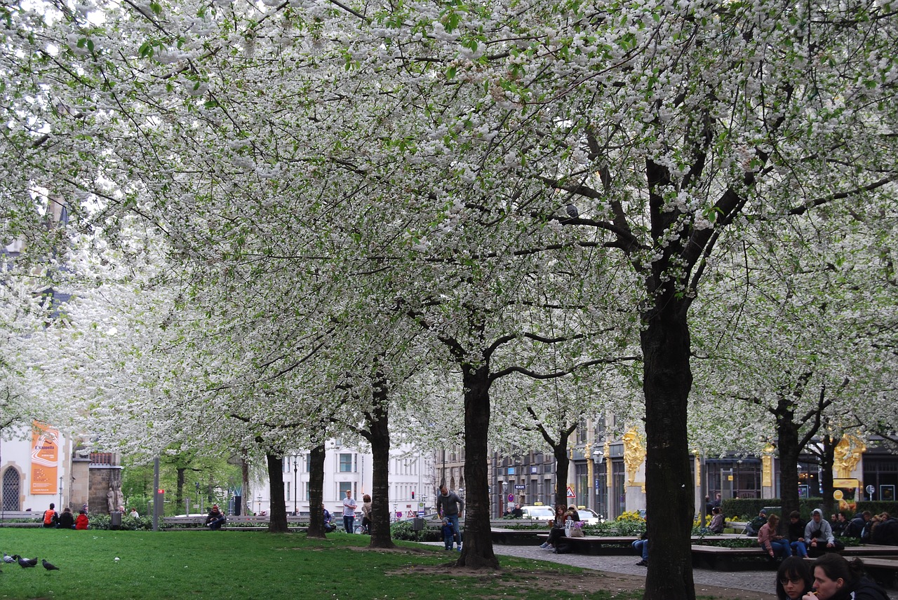 leipzig avenue blossom free photo