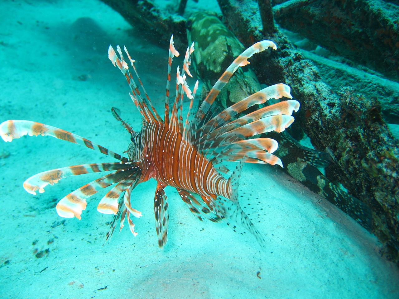 lejonfish red lionfish free pictures free photo