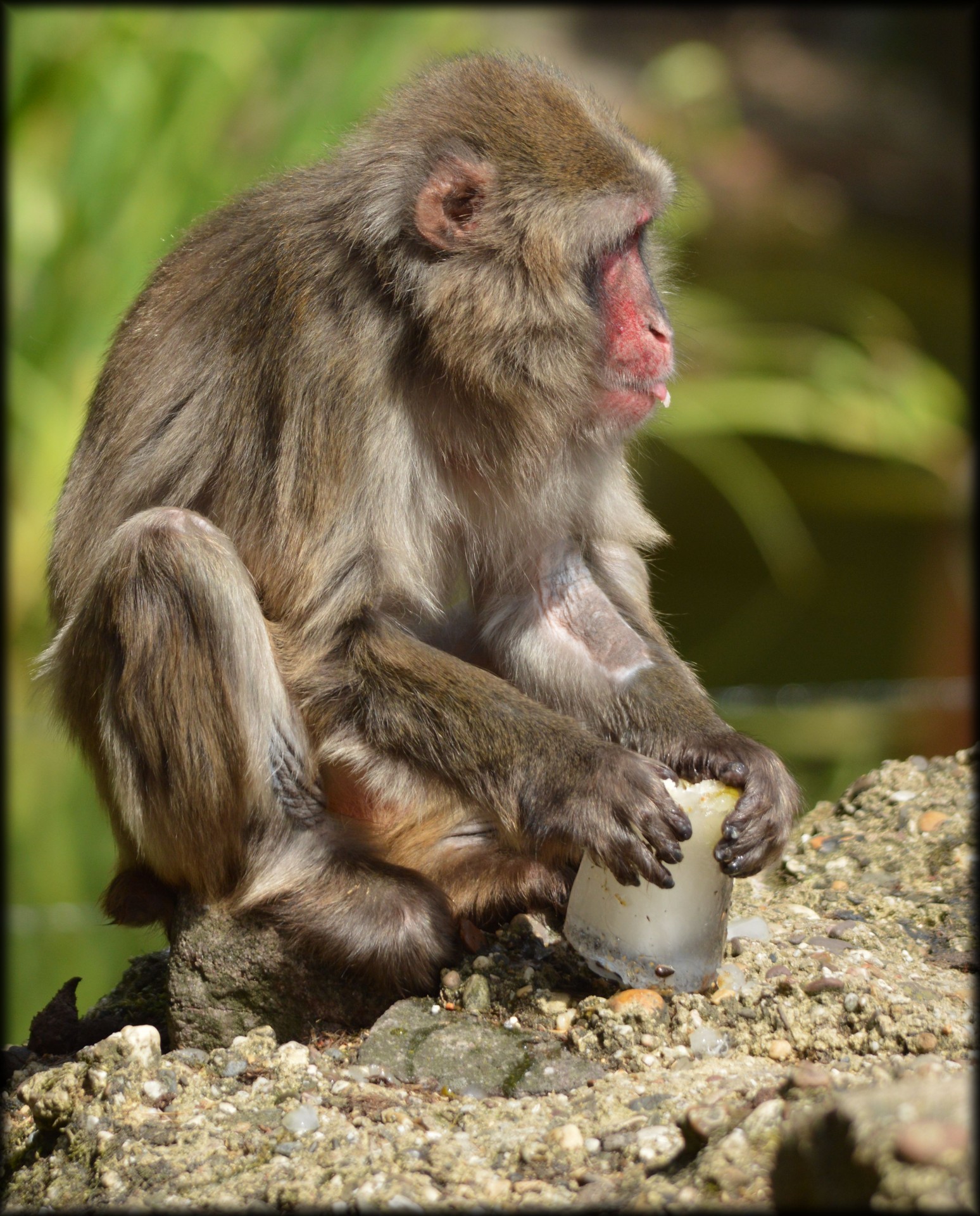 macaque monkey japan delicacy free photo