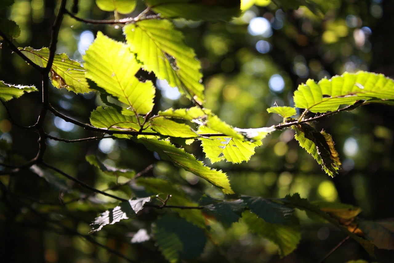 lellaf autumn leaves free photo