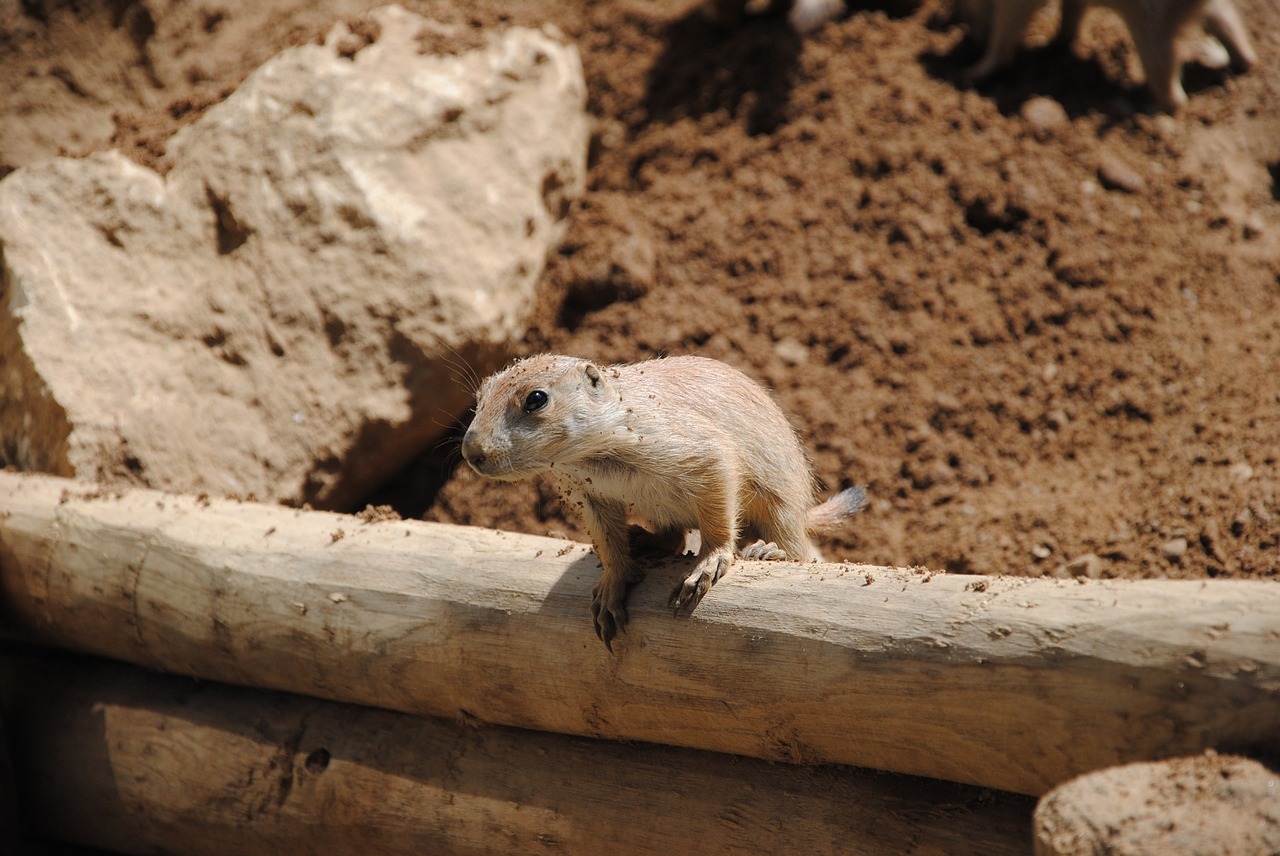 lemming desert eye free photo