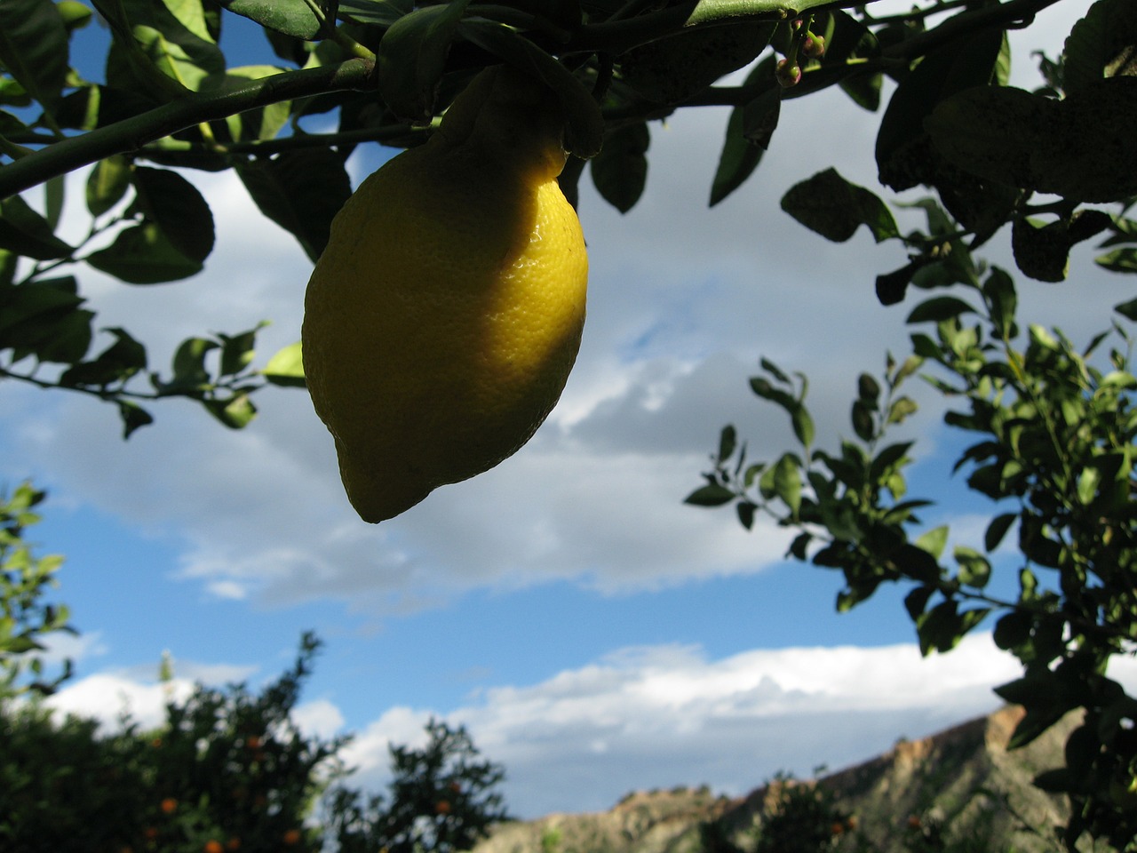 lemon lemons citrus free photo