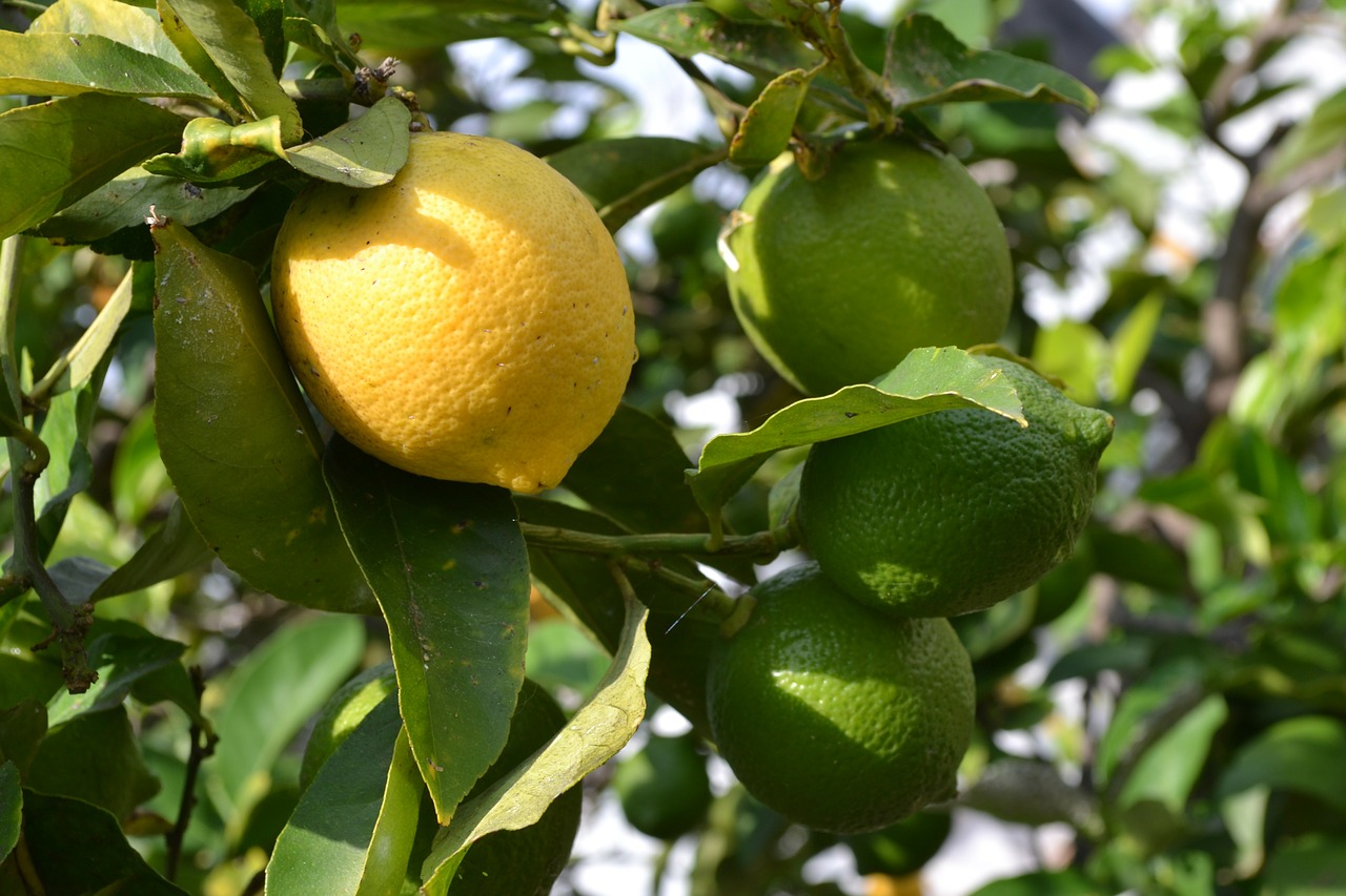 lemon leaf fruit free photo