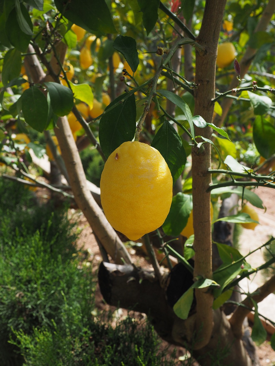 lemon limone lemon tree free photo