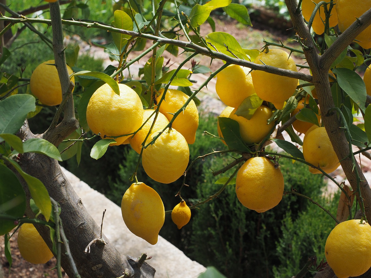 lemon limone lemon tree free photo