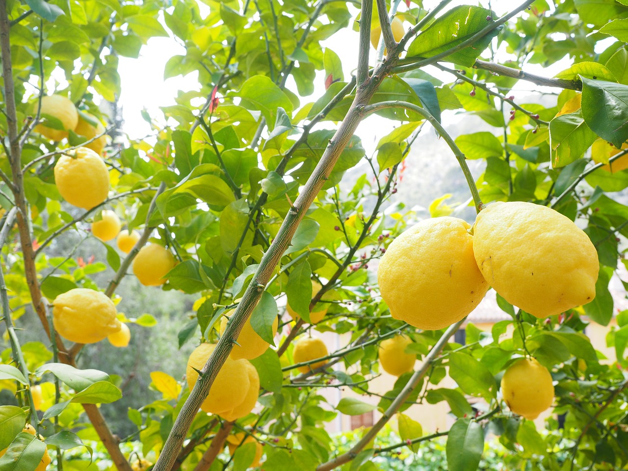 lemon limone lemon tree free photo