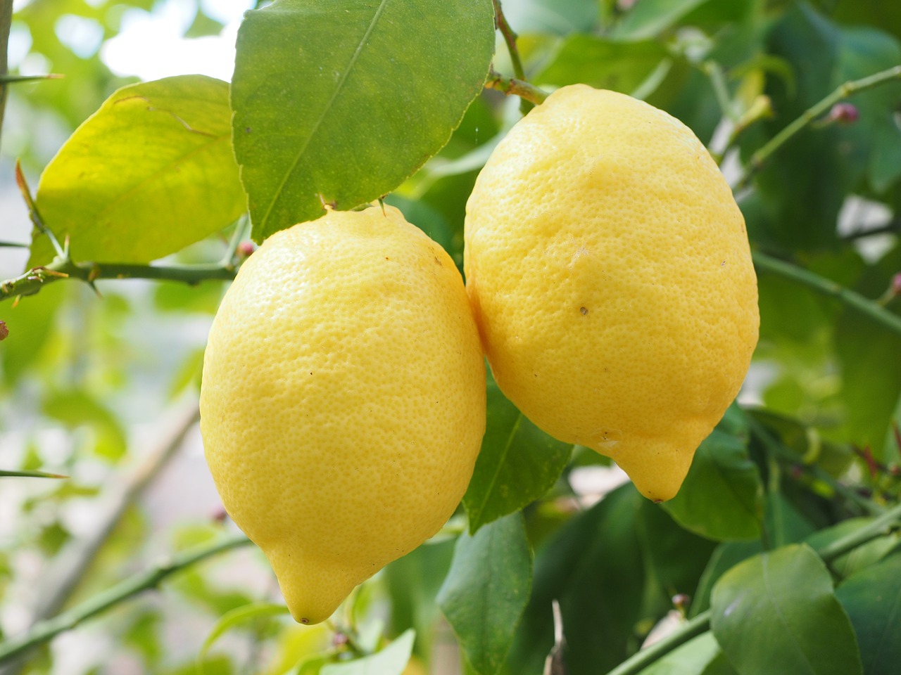 lemon limone lemon tree free photo