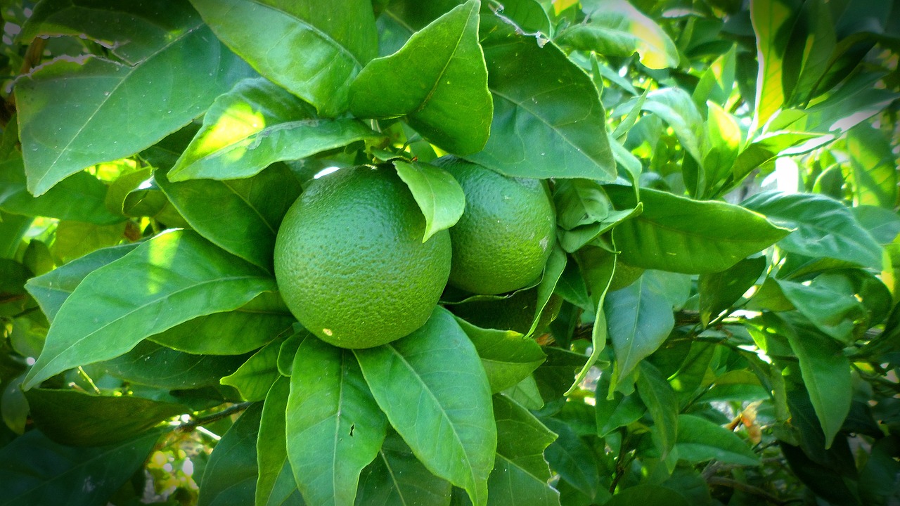 lemon tree lime free photo