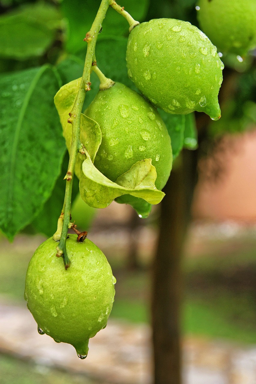 lemon tree green free photo